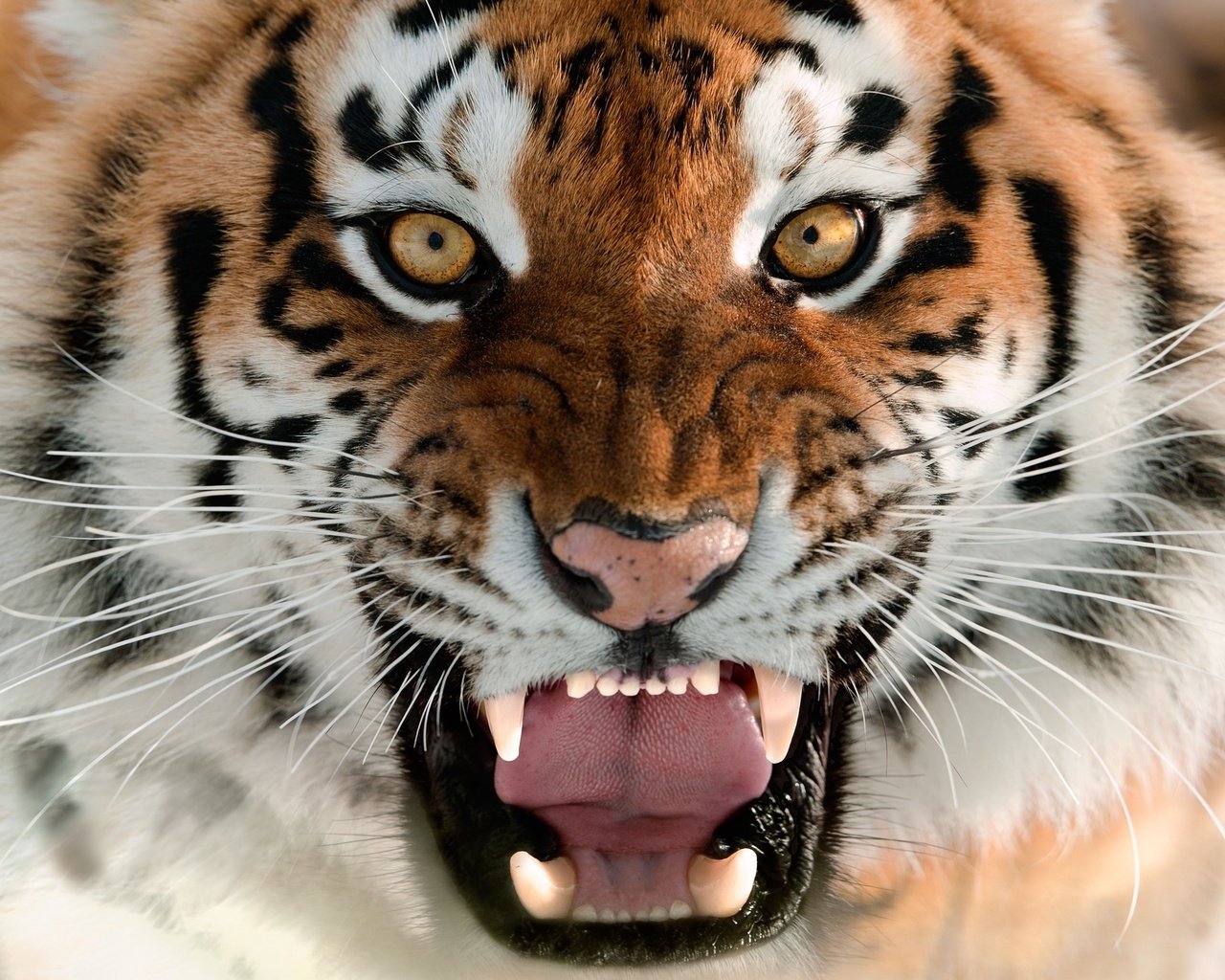 Обои тигр, морда, язык, оскал, амурский тигр, tiger, face, language, grin, the amur tiger разрешение 2560x1596 Загрузить
