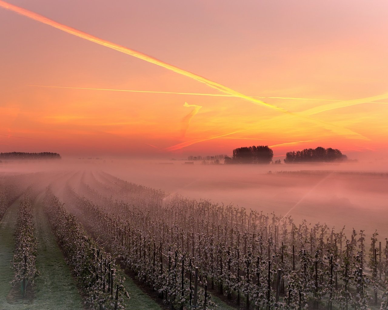 Обои небо, закат, туман, виноградник, the sky, sunset, fog, vineyard разрешение 1926x1293 Загрузить
