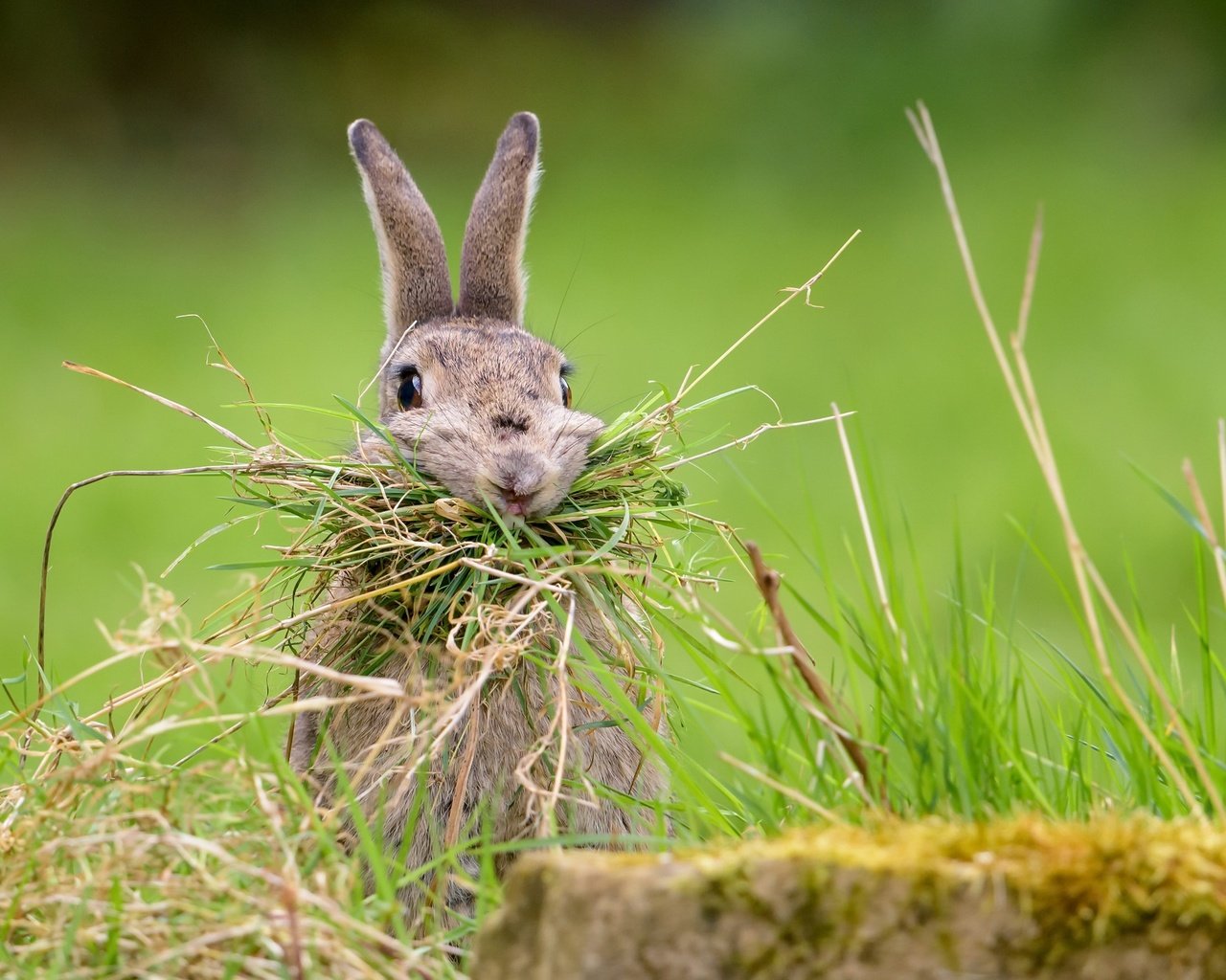Обои трава, природа, фон, кролик, заяц, nesting rabbit, grass, nature, background, rabbit, hare разрешение 2048x1367 Загрузить