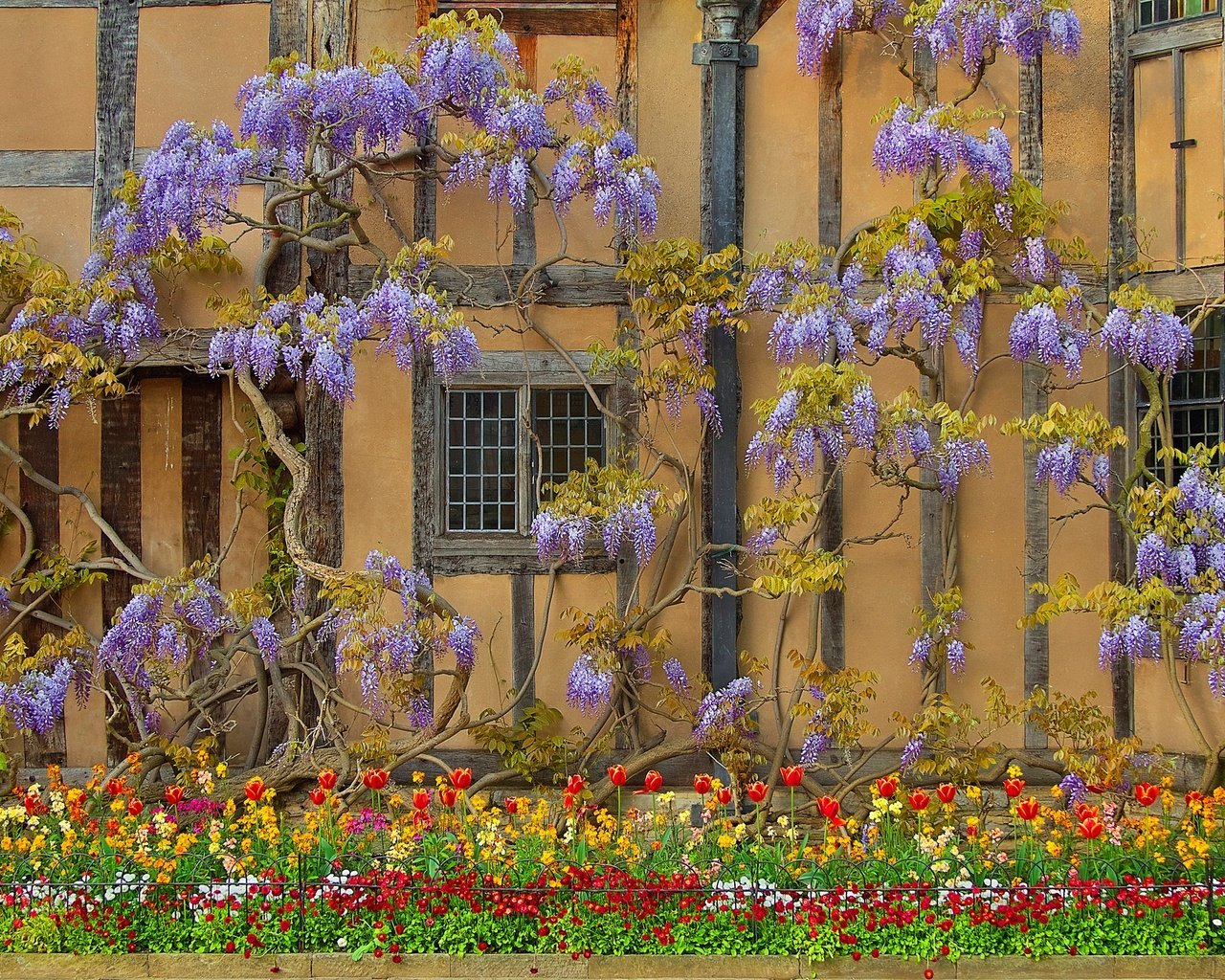 Обои цветы, стена, дом, англия, глициния, вистерия, flowers, wall, house, england, wisteria разрешение 2048x1359 Загрузить