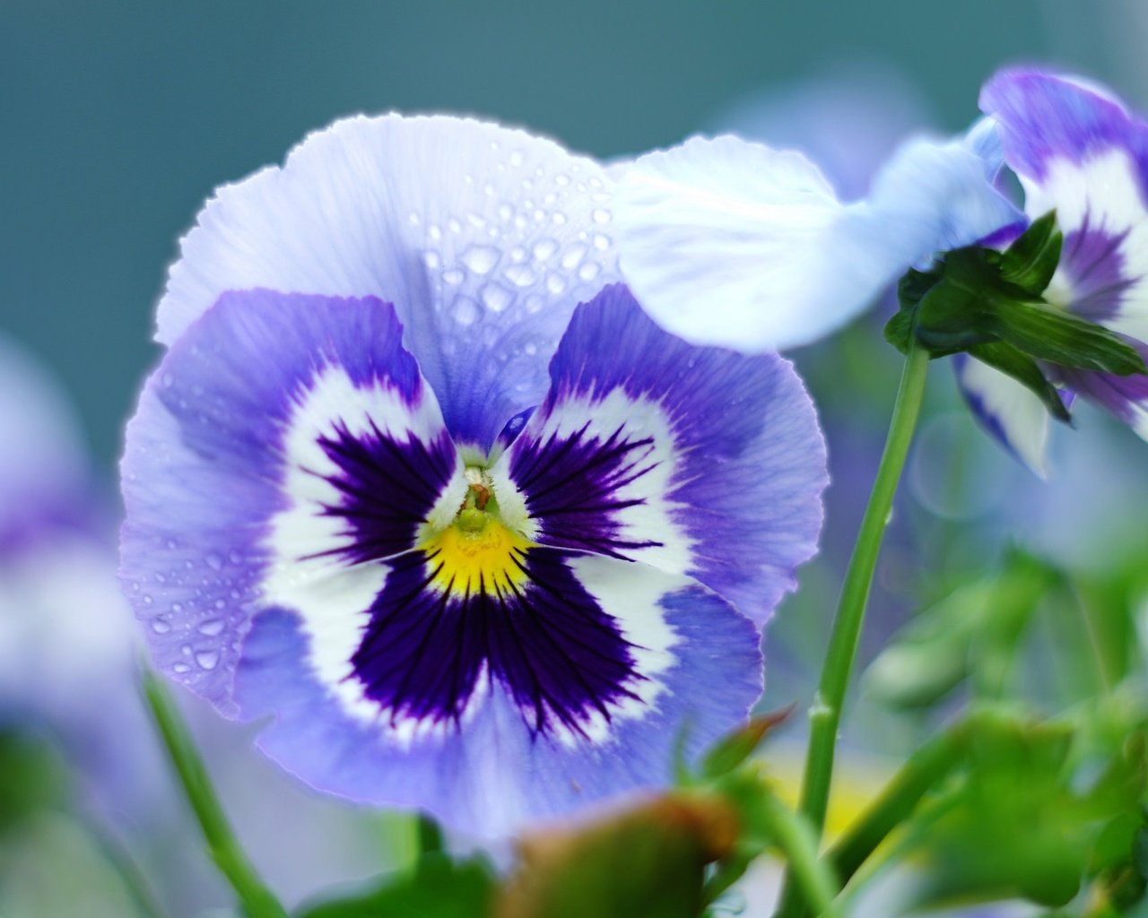 Обои цветы, капли, лепестки, анютины глазки, фиалка, flowers, drops, petals, pansy, violet разрешение 2048x1356 Загрузить