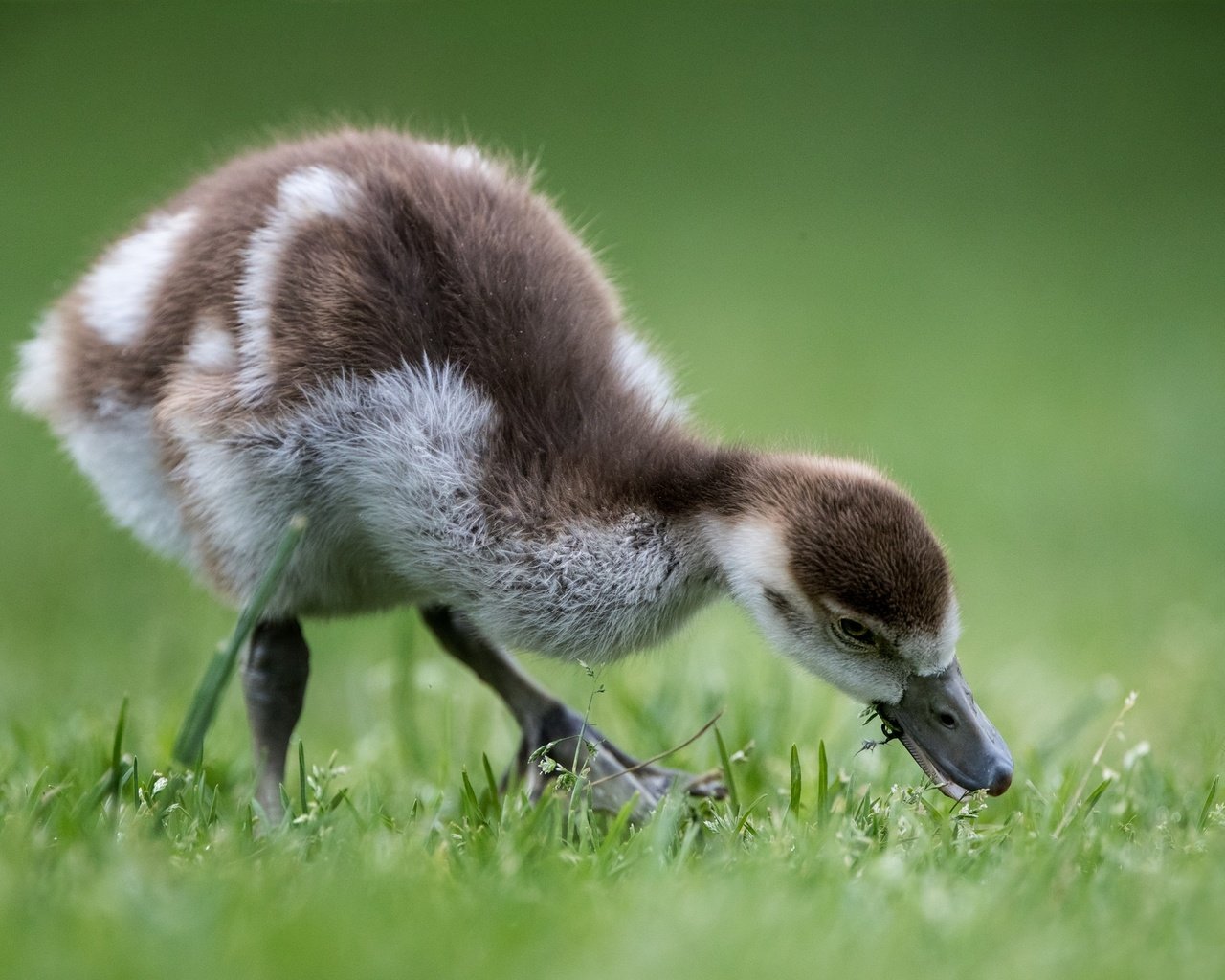 Обои птенец, птица, травка, гусь, боке, гусенок, chick, bird, weed, goose, bokeh, gosling разрешение 2048x1365 Загрузить