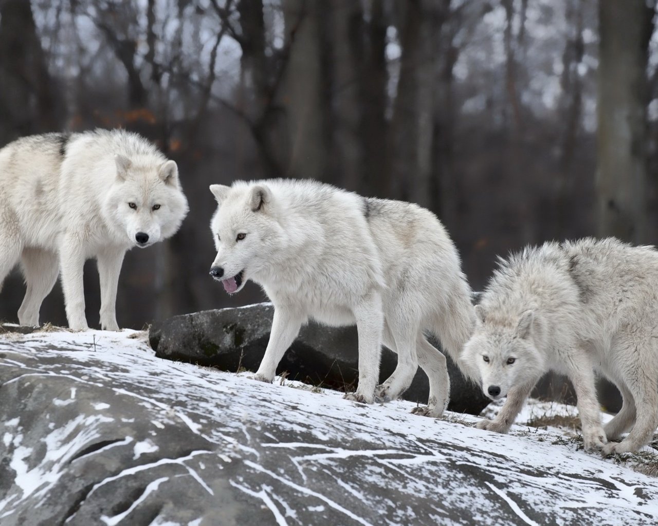 Обои зима, хищники, волки, стая, winter, predators, wolves, pack разрешение 1920x1200 Загрузить