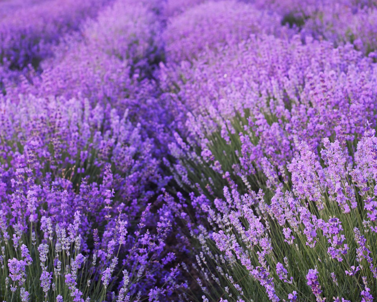 Обои цветы, поле, лаванда, flowers, field, lavender разрешение 3840x2400 Загрузить