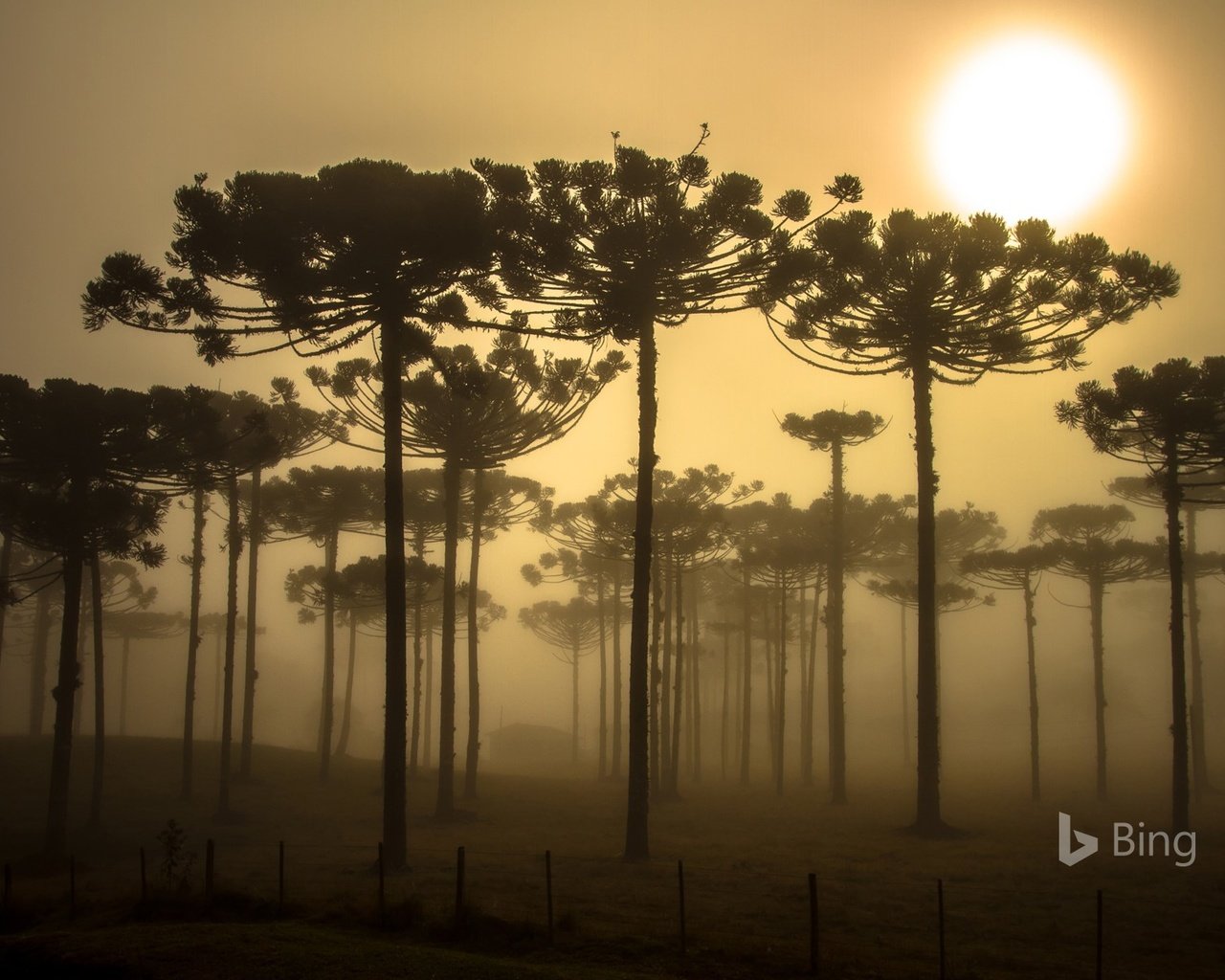 Обои деревья, природа, бразилия, bing, trees, nature, brazil разрешение 1920x1200 Загрузить