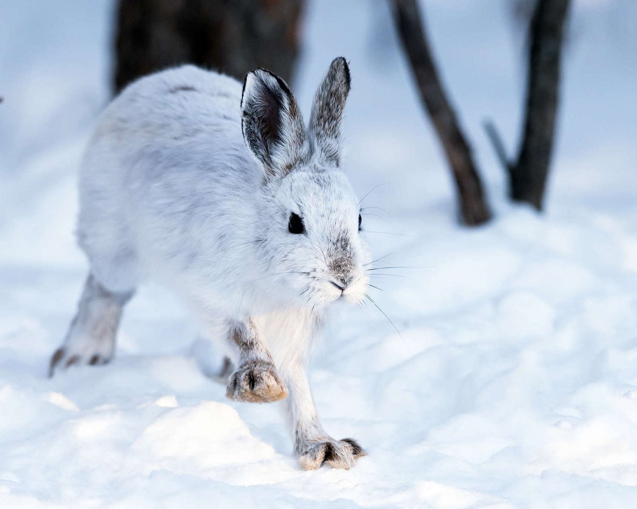 Обои снег, зима, кролик, животное, заяц, snow, winter, rabbit, animal, hare разрешение 1920x1200 Загрузить