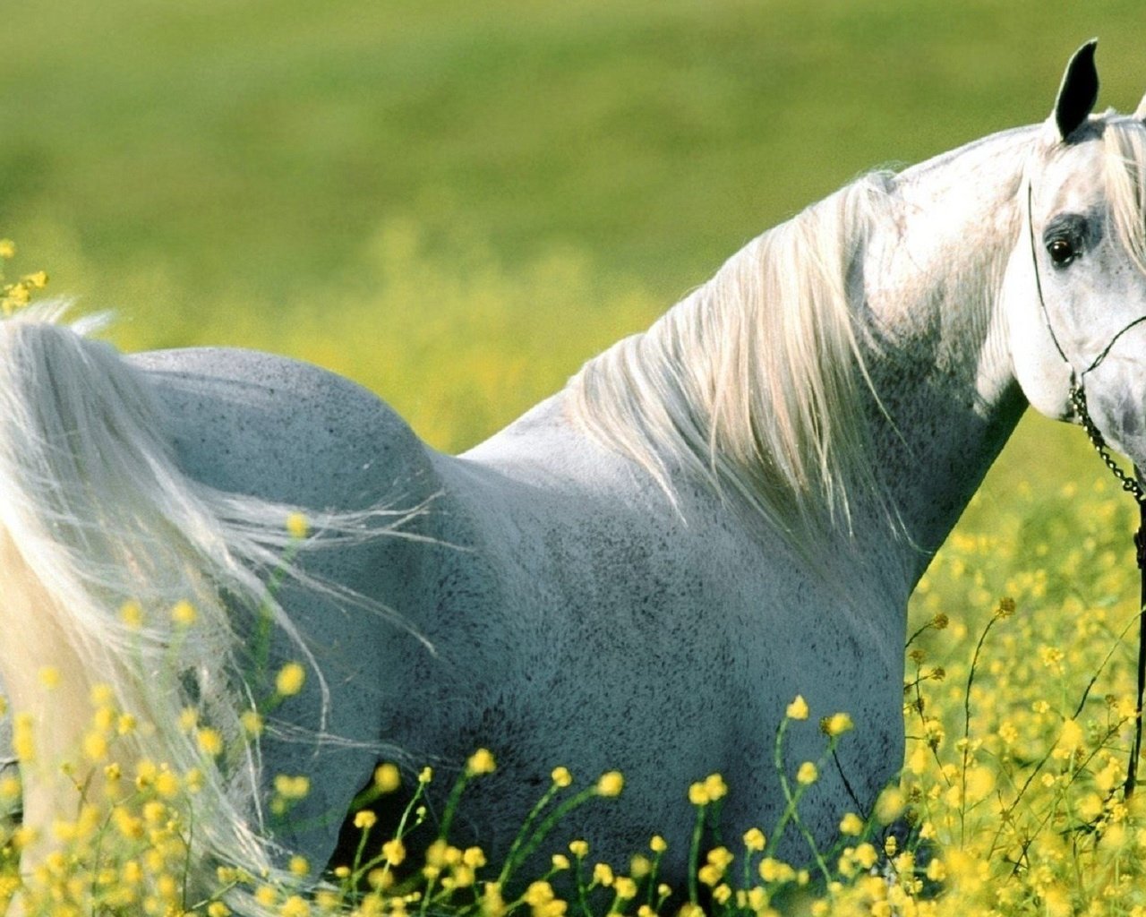 Обои цветы, лошадь, луг, конь, flowers, horse, meadow разрешение 1920x1200 Загрузить