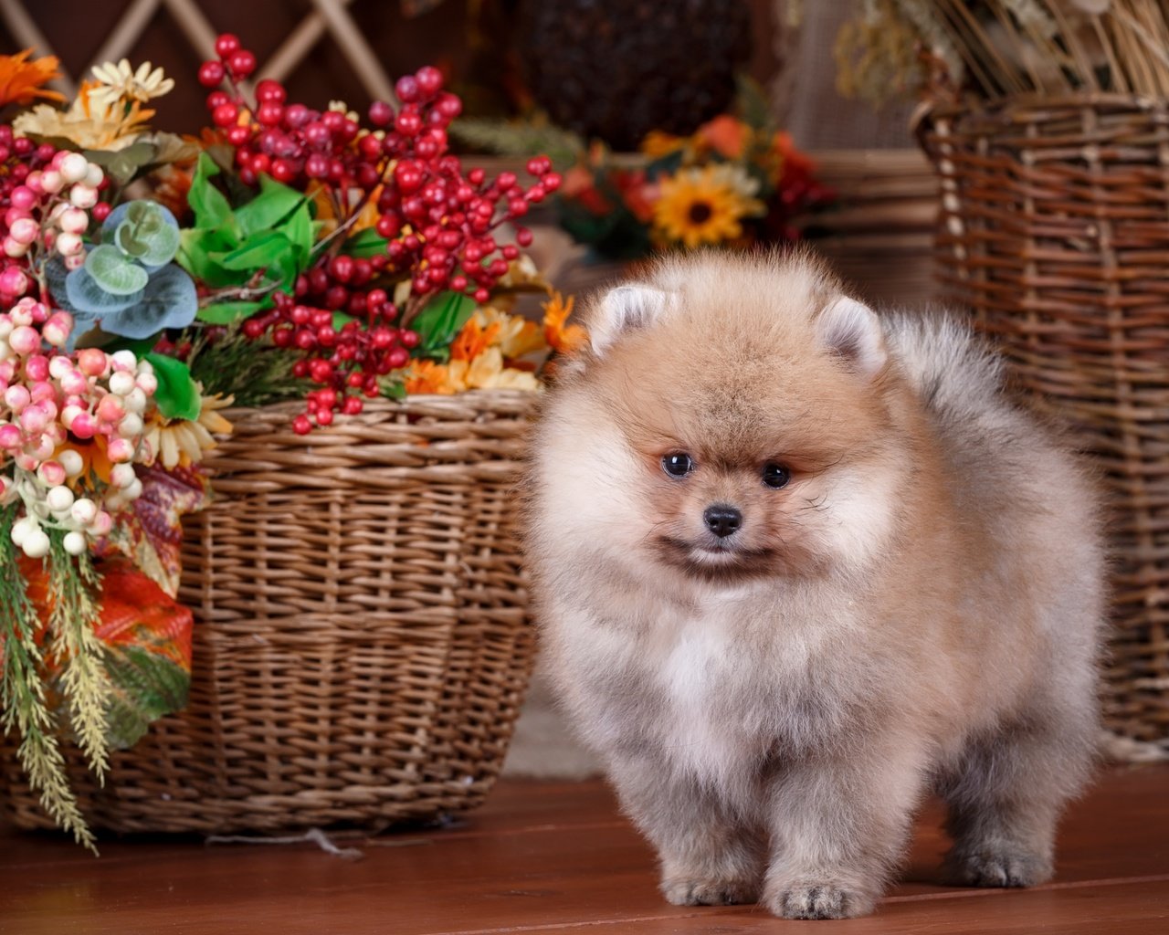 Обои цветы, собака, щенок, корзина, композиция, шпиц, flowers, dog, puppy, basket, composition, spitz разрешение 2880x1800 Загрузить