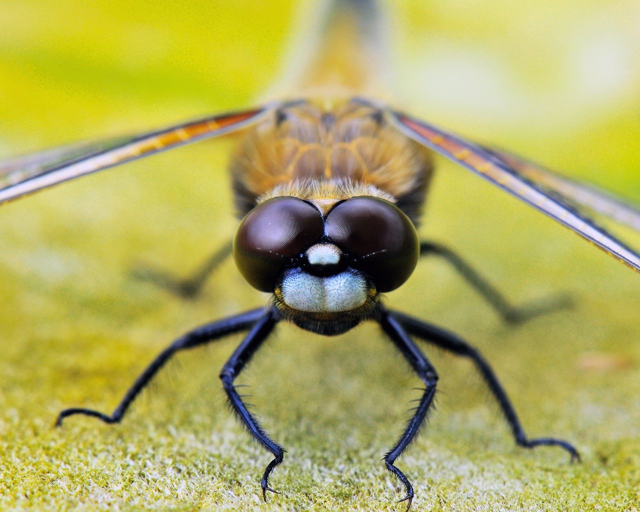 Обои глаза, насекомое, крылья, стрекоза, лапки, крупным планом, eyes, insect, wings, dragonfly, legs, closeup разрешение 1920x1275 Загрузить