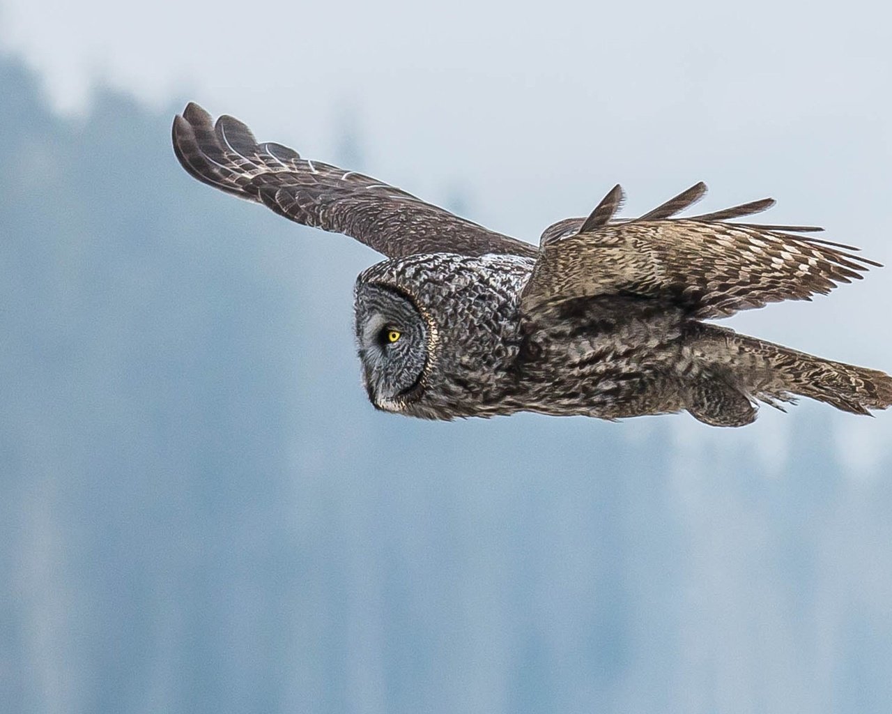 Обои глаза, сова, полет, крылья, птица, клюв, перья, неясыть, eyes, owl, flight, wings, bird, beak, feathers разрешение 1920x1200 Загрузить