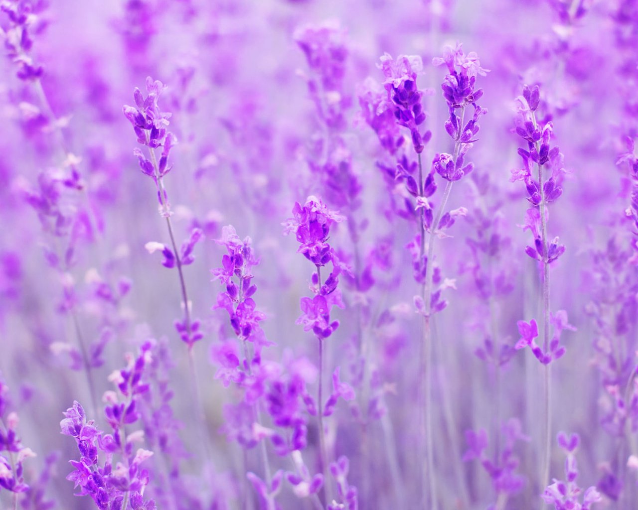 Обои цветы, поле, лаванда, размытость, flowers, field, lavender, blur разрешение 1920x1200 Загрузить