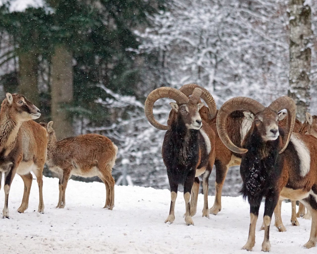 Обои снег, зима, рога, муфлон, бараны, горный баран, snow, winter, horns, mouflon, sheep разрешение 6000x4000 Загрузить