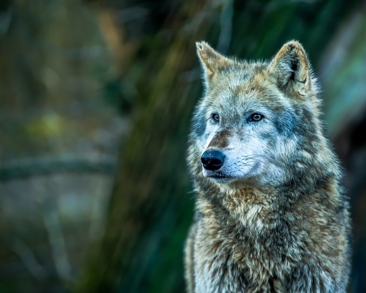 Обои морда, взгляд, хищник, волк, face, look, predator, wolf разрешение 2400x1631 Загрузить