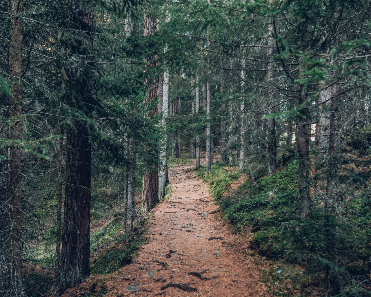 Обои деревья, природа, лес, пейзаж, дорожка, стволы, тропинка, trees, nature, forest, landscape, track, trunks, path разрешение 5472x3078 Загрузить