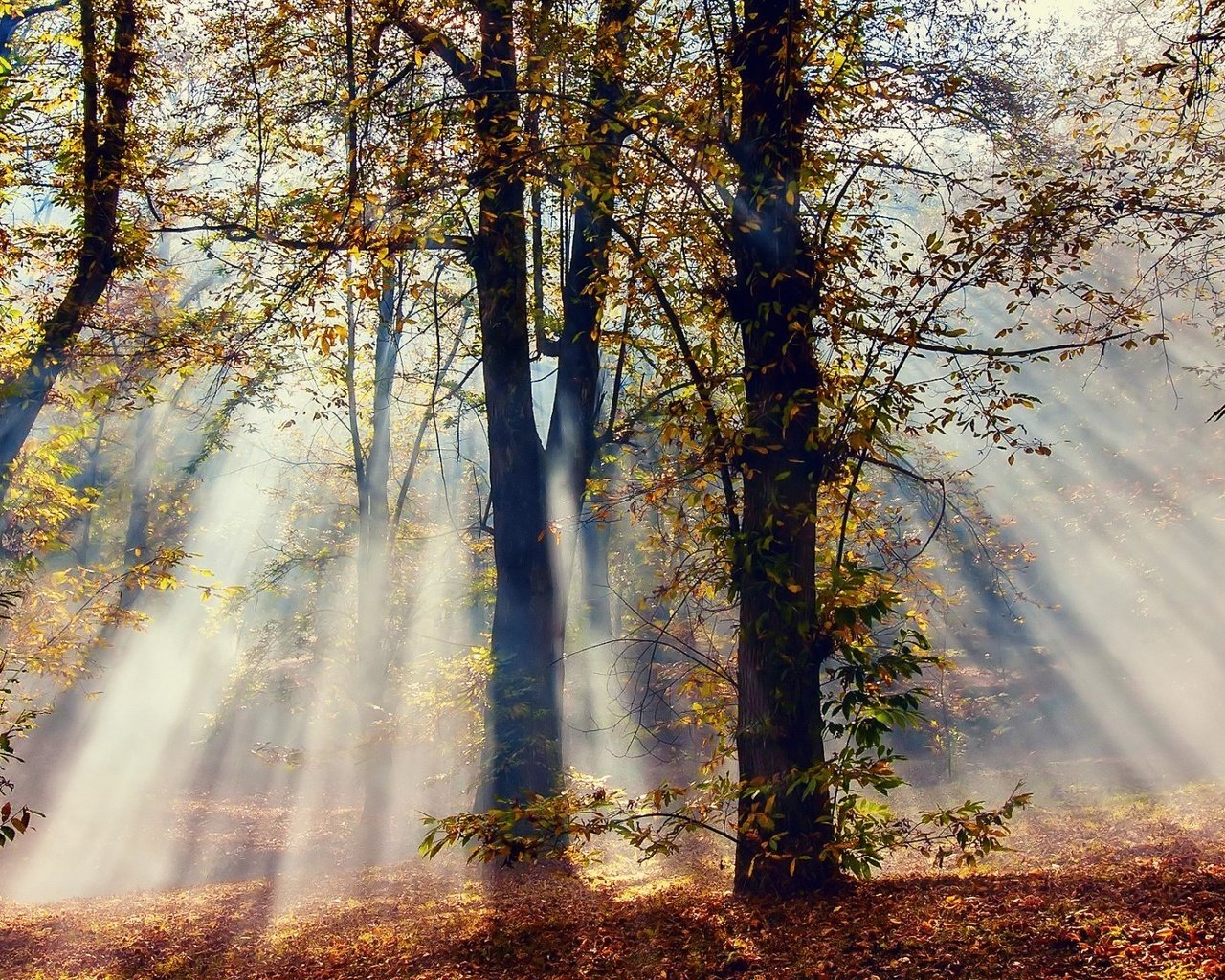 Обои свет, деревья, природа, лес, лучи, листва, осень, солнечные лучи, light, trees, nature, forest, rays, foliage, autumn, the sun's rays разрешение 1920x1200 Загрузить
