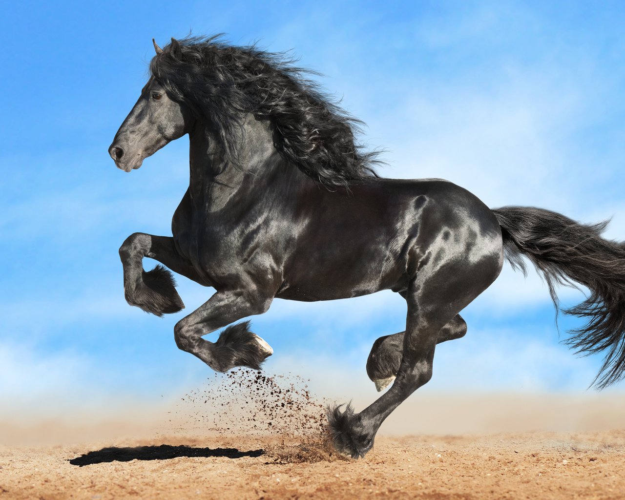 Обои лошадь, конь, грива, копыта, жеребец, фриз, вороной, фризская лошадь, horse, mane, hooves, stallion, frieze, crow, friesian horse разрешение 3840x2400 Загрузить