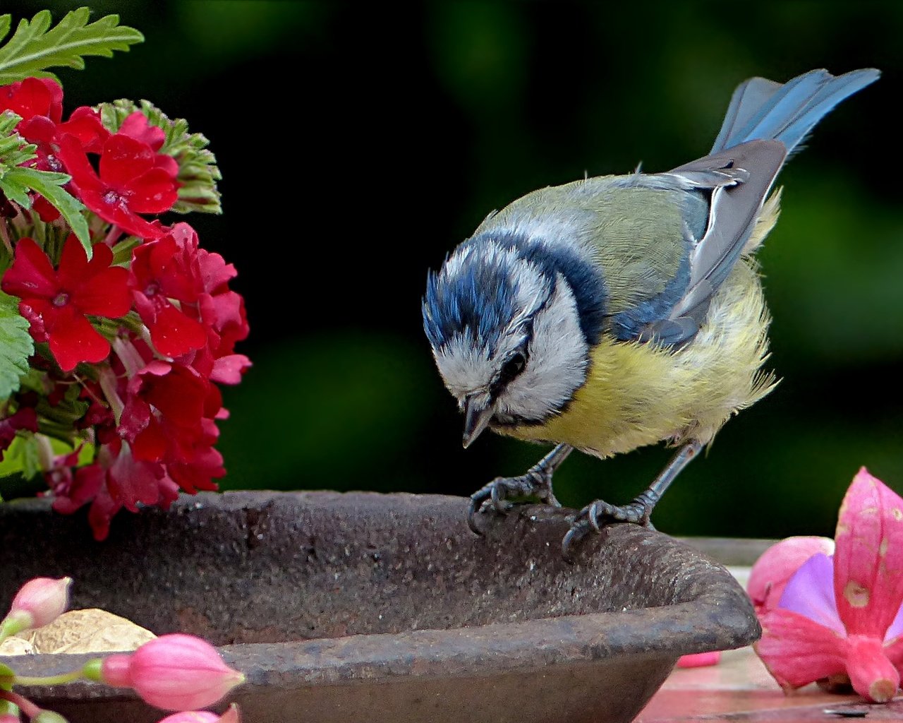 Обои цветы, птица, синица, лазоревка, flowers, bird, tit, blue tit разрешение 2427x1618 Загрузить