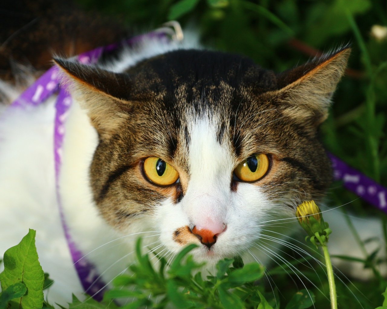 Обои глаза, трава, кот, мордочка, усы, кошка, взгляд, eyes, grass, cat, muzzle, mustache, look разрешение 1920x1280 Загрузить