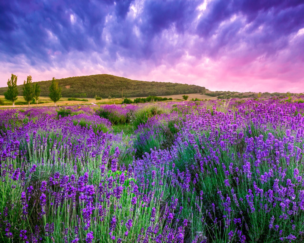 Обои небо, облака, природа, лаванда, холм,  цветы, the sky, clouds, nature, lavender, hill, flowers разрешение 4752x3168 Загрузить