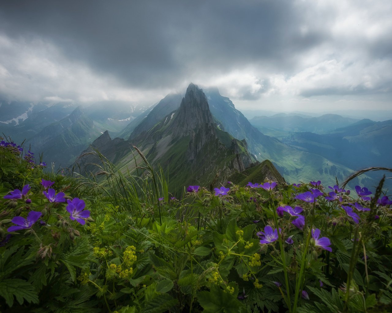 Обои цветы, пасмурно, облака, горы, природа, лес, швейцария, альпы, пик, flowers, overcast, clouds, mountains, nature, forest, switzerland, alps, peak разрешение 2048x1365 Загрузить