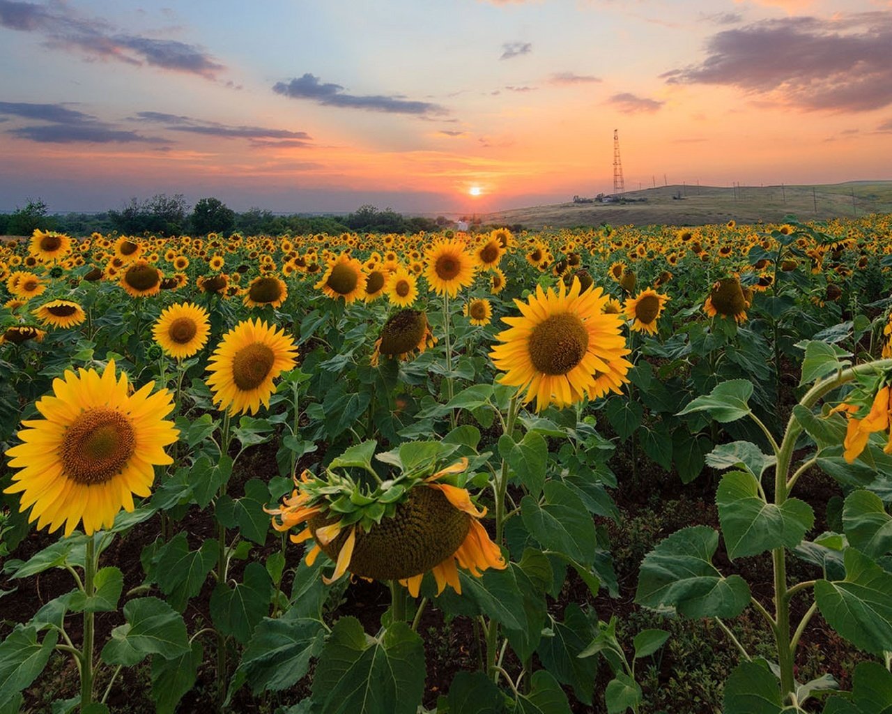 Обои природа, закат, поле, подсолнухи,  цветы, nature, sunset, field, sunflowers, flowers разрешение 2560x1628 Загрузить