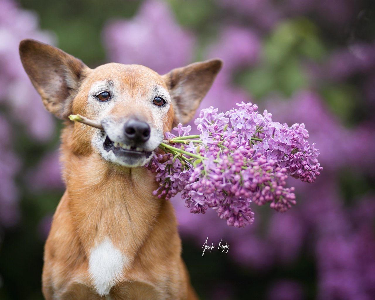 Обои цветы, мордочка, взгляд, собака, ушки, сирень, flowers, muzzle, look, dog, ears, lilac разрешение 2048x1365 Загрузить