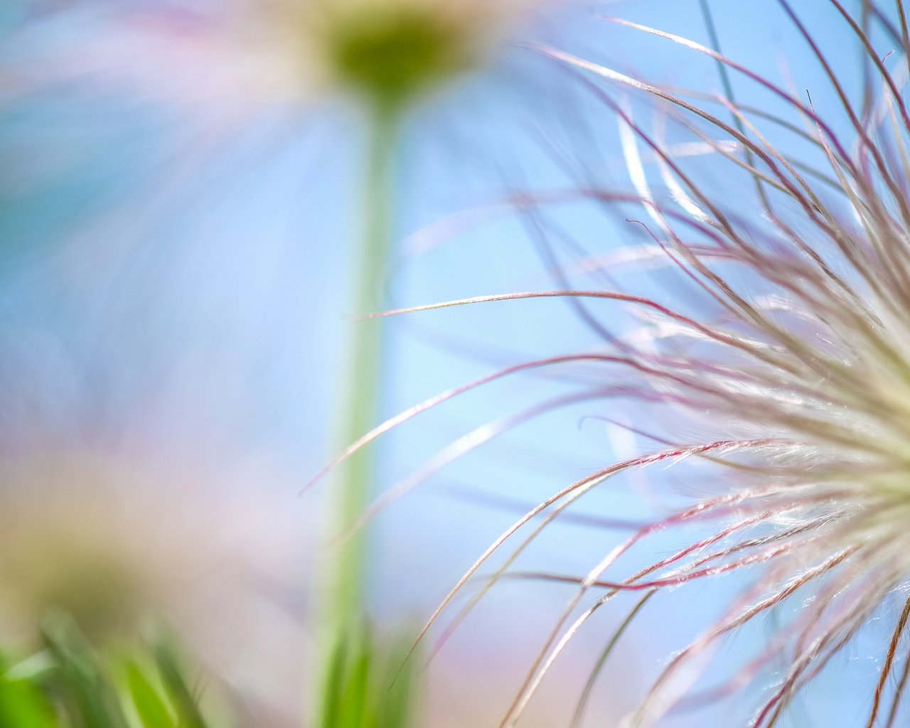 Обои природа, макро, цветок, боке, nature, macro, flower, bokeh разрешение 4896x2760 Загрузить