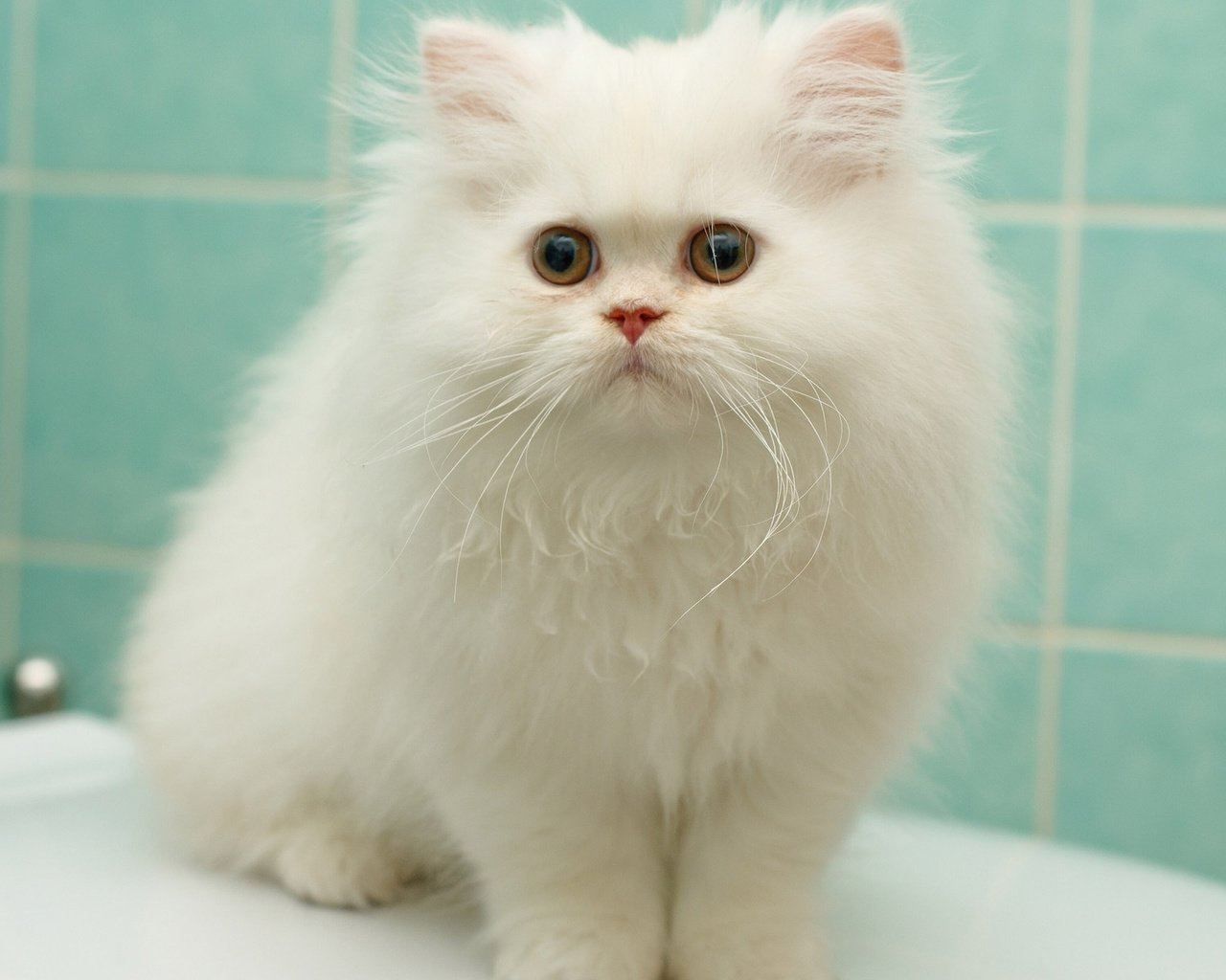 Обои котенок, пушистый, белый, перс, персидская кошка, kitty, fluffy, white, pers, persian cat разрешение 1920x1200 Загрузить