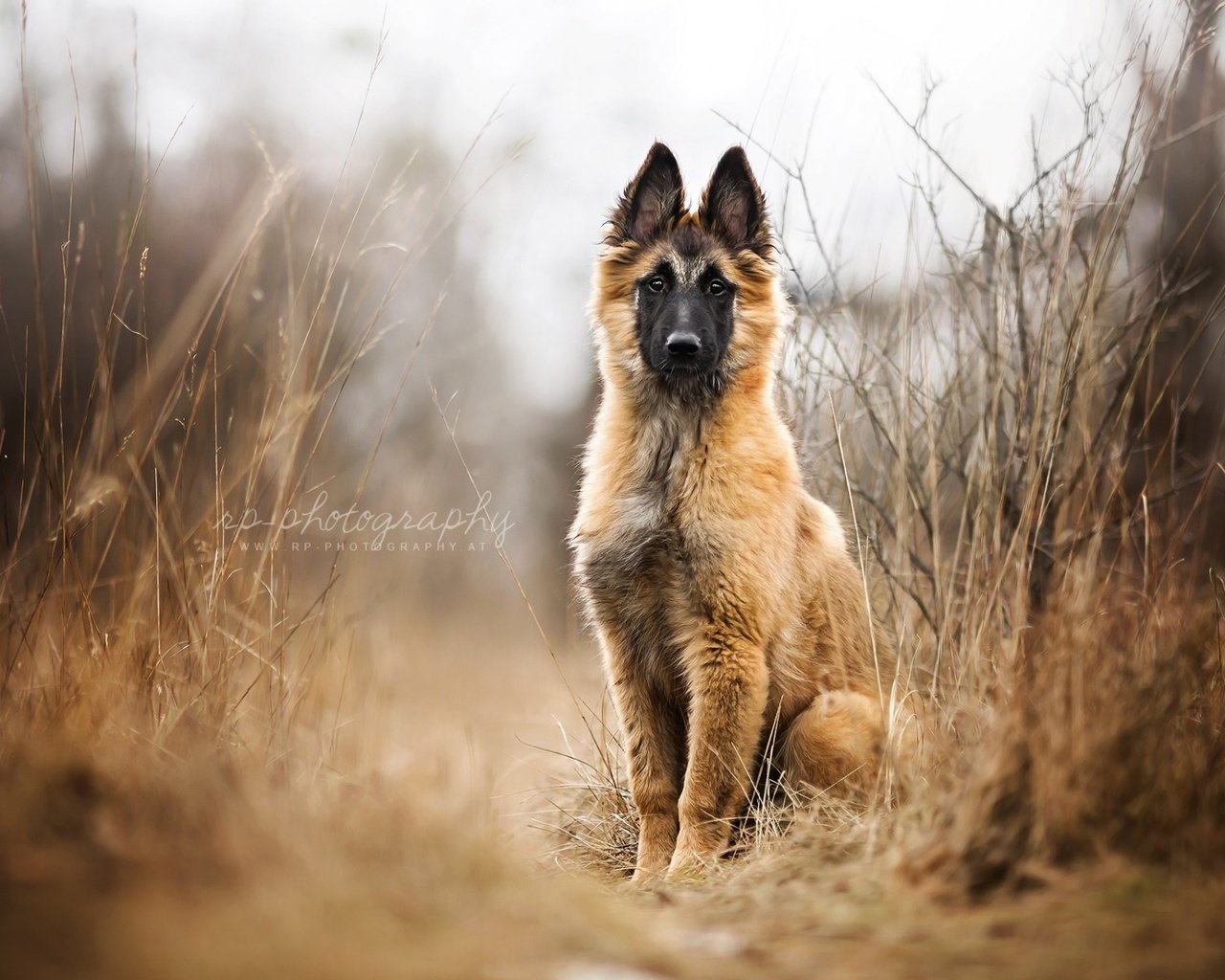 Обои собака, щенок, овчарка, малинуа, бельгийская овчарка, dog, puppy, shepherd, malinois, belgian shepherd разрешение 1920x1200 Загрузить