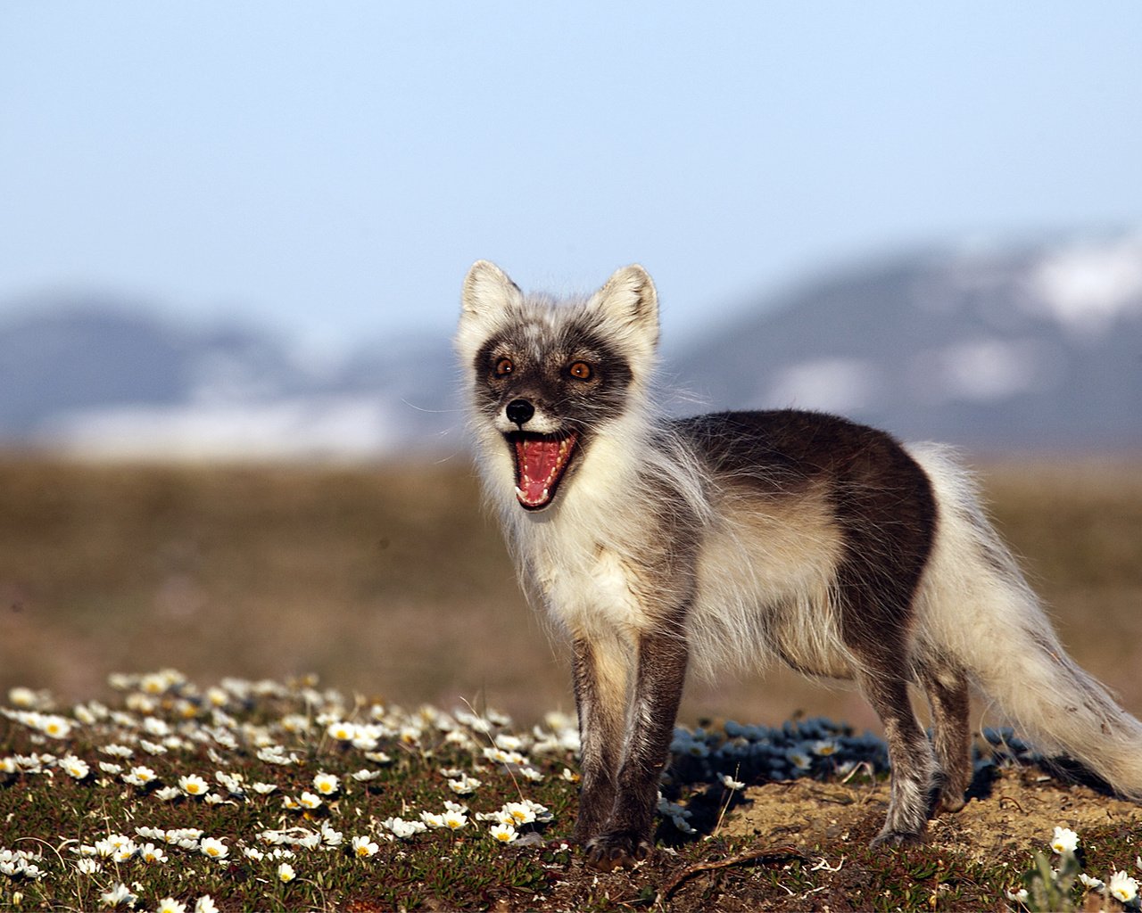 Обои природа, фон, россия, песец, полярная лисица, остров врангеля, nature, background, russia, fox, polar fox, wrangel island разрешение 1920x1080 Загрузить