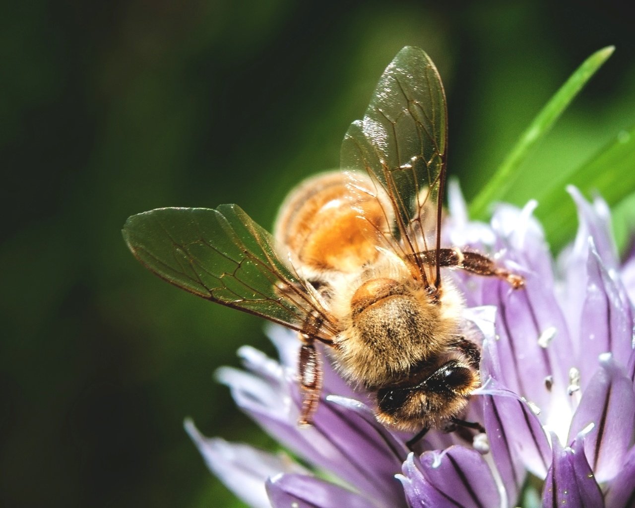 Обои макро, насекомое, цветок, пчела, опыление, macro, insect, flower, bee, pollination разрешение 4092x2728 Загрузить