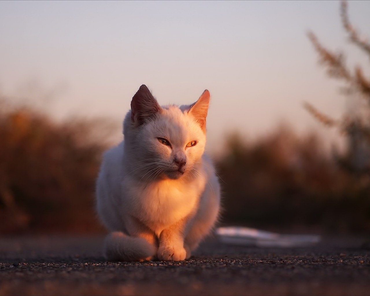 Обои глаза, фон, кот, усы, кошка, взгляд, солнечный свет, eyes, background, cat, mustache, look, sunlight разрешение 1920x1280 Загрузить