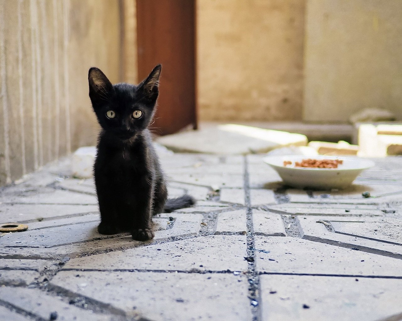 Обои глаза, взгляд, котенок, корм, миска, чёрная кошка, eyes, look, kitty, food, bowl, black cat разрешение 1920x1200 Загрузить