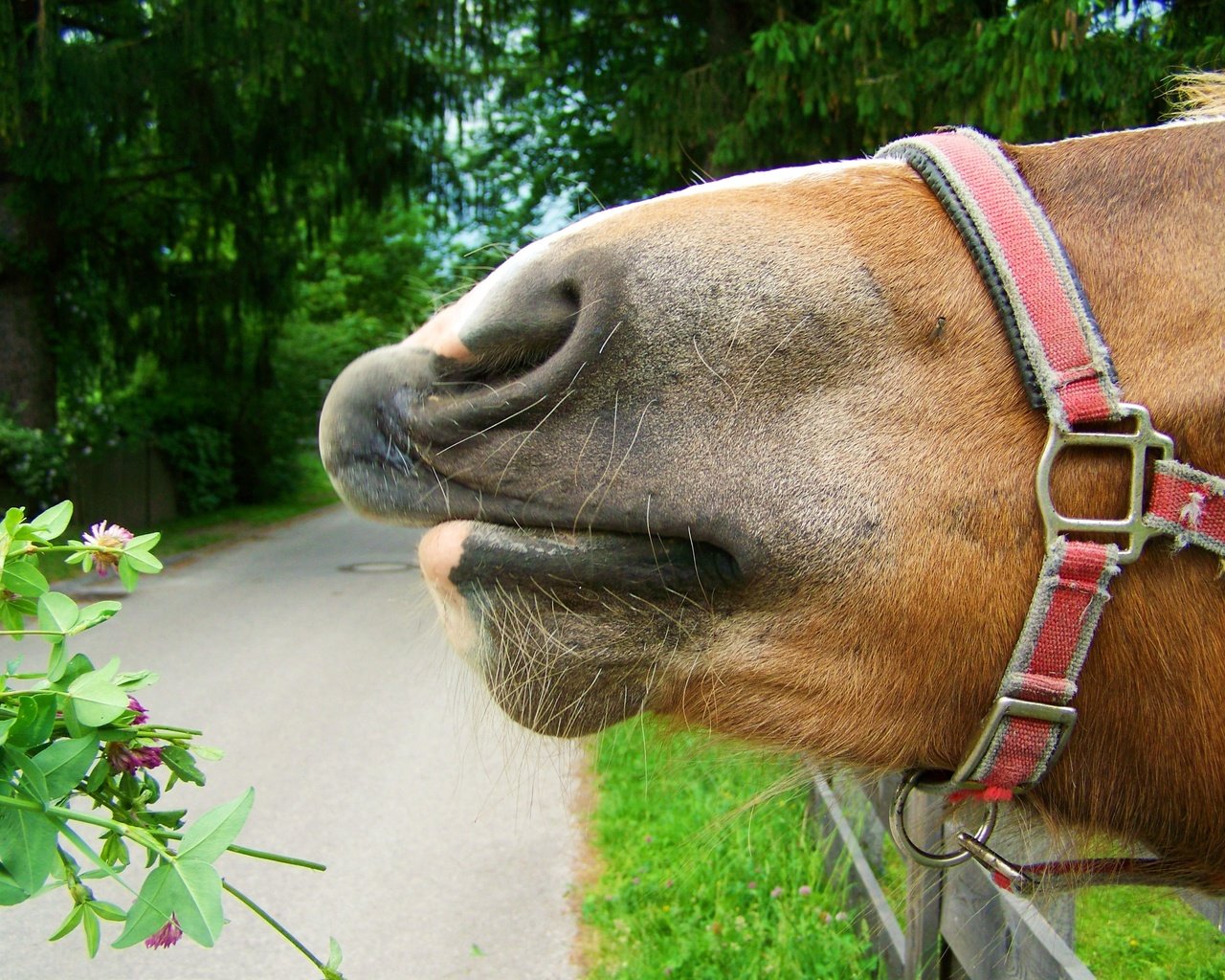 Обои лошадь, природа, конь, уздечка, horse, nature, bridle разрешение 3072x2304 Загрузить