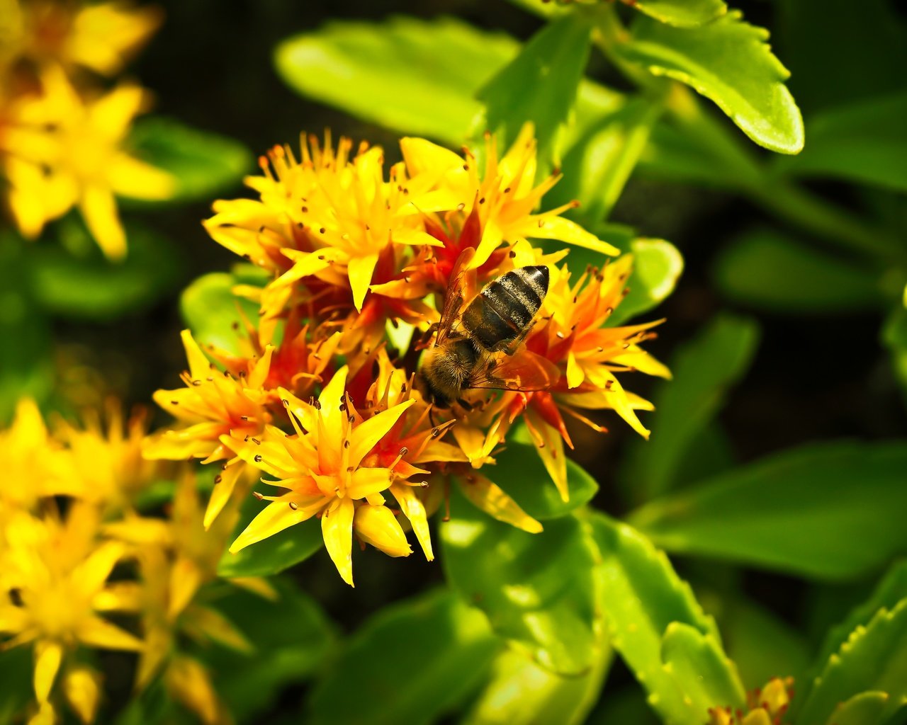 Обои насекомое, цветок, растение, макросъемка, пчела, желтые цветы, insect, flower, plant, macro, bee, yellow flowers разрешение 4608x3072 Загрузить