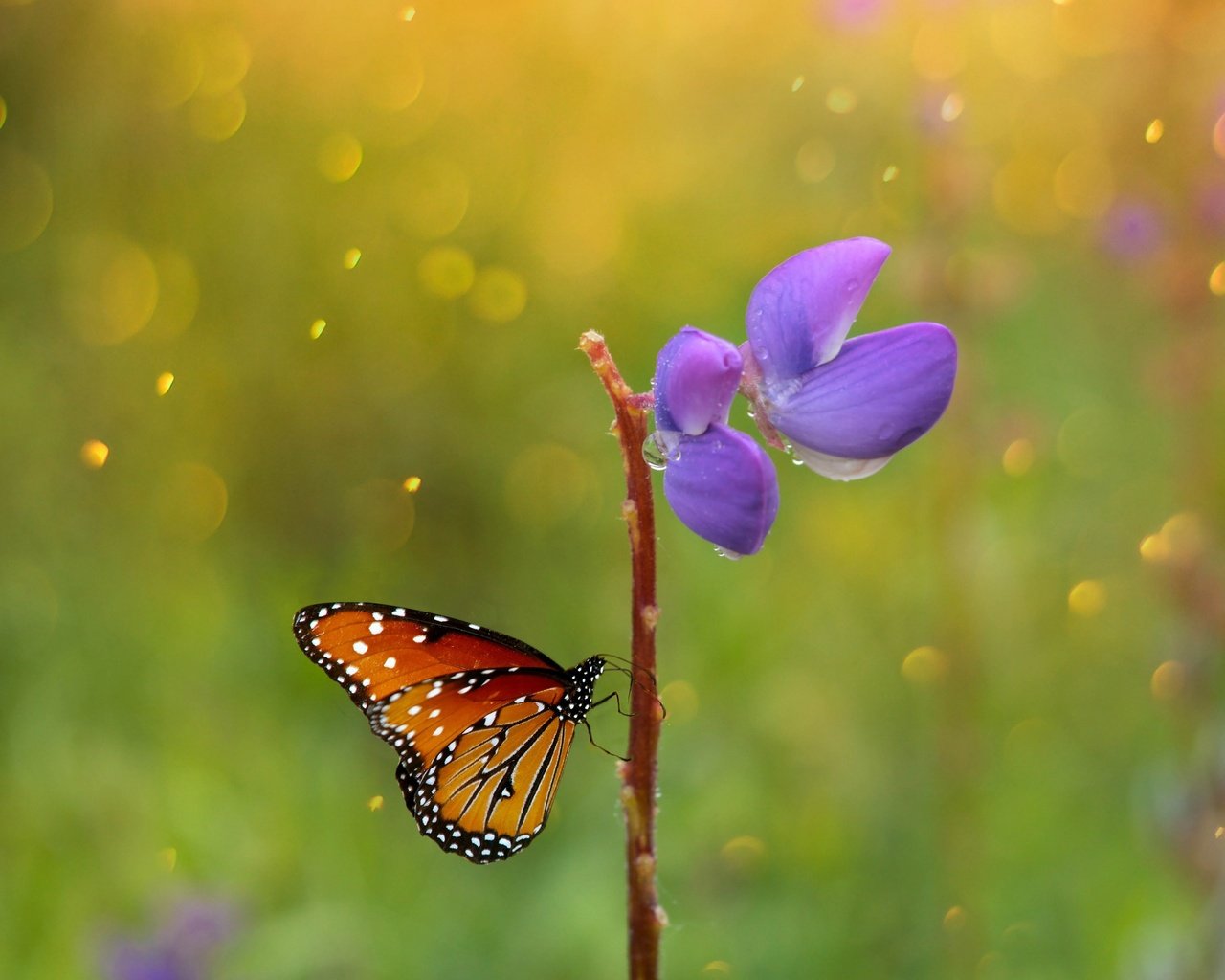 Обои макро, насекомое, цветок, капли, бабочка, крылья, macro, insect, flower, drops, butterfly, wings разрешение 2880x1800 Загрузить