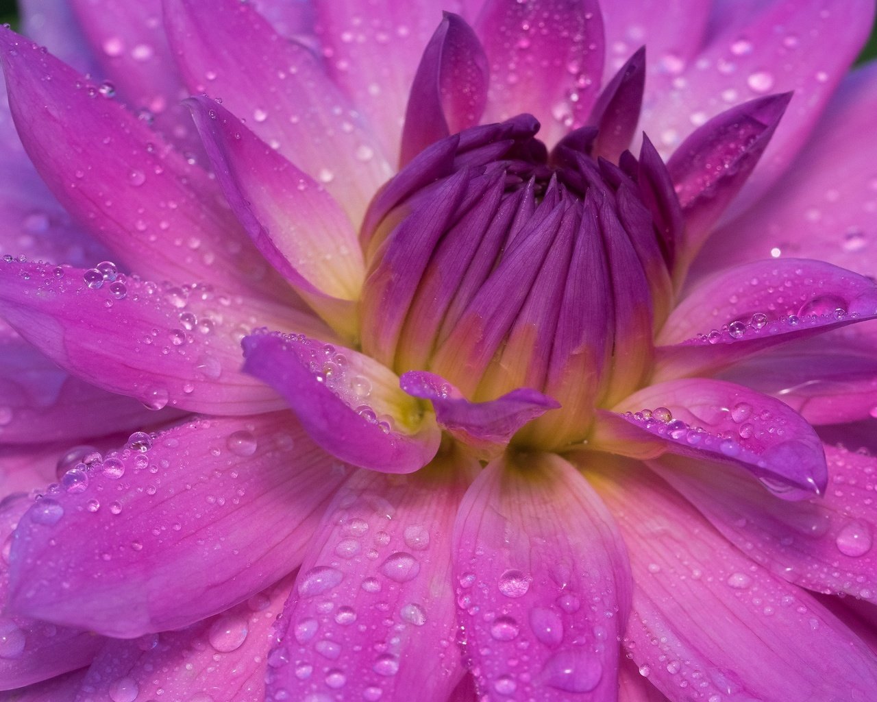 Обои макро, цветок, роса, капли, лепестки, георгина, георгин, macro, flower, rosa, drops, petals, dahlia разрешение 2048x1367 Загрузить