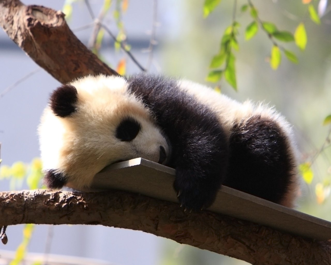 Обои дерево, панда, сон, зоопарк, детеныш, дикие животные, tree, panda, sleep, zoo, cub, wild animals разрешение 3840x2400 Загрузить