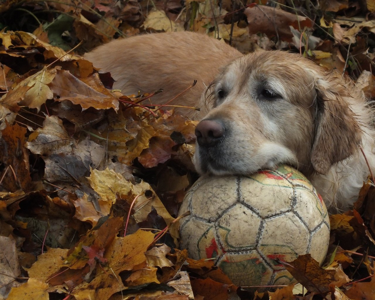 Обои листья, осень, собака, мяч, золотистый ретривер, leaves, autumn, dog, the ball, golden retriever разрешение 4608x3456 Загрузить