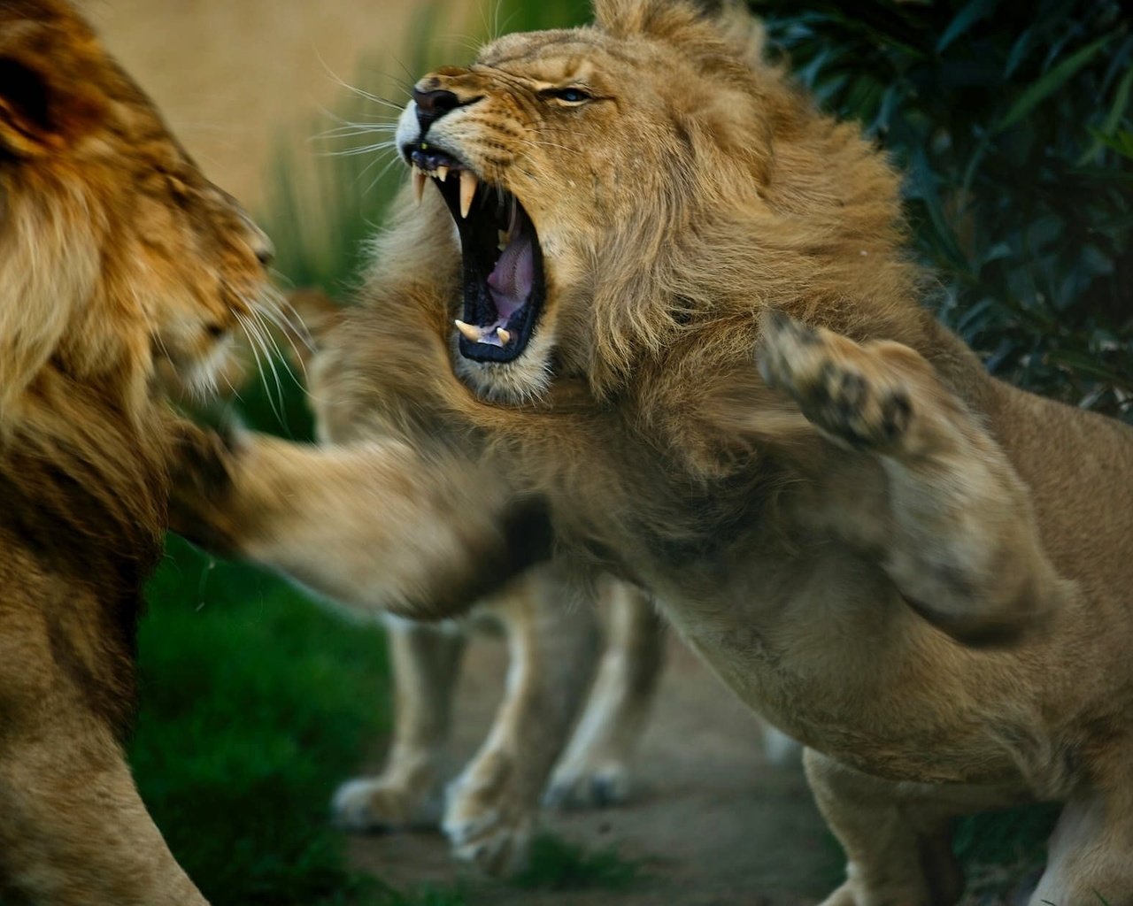 Обои животные, львы, разборки, хищники, драка, animals, lions, showdown, predators, fight разрешение 2048x1247 Загрузить