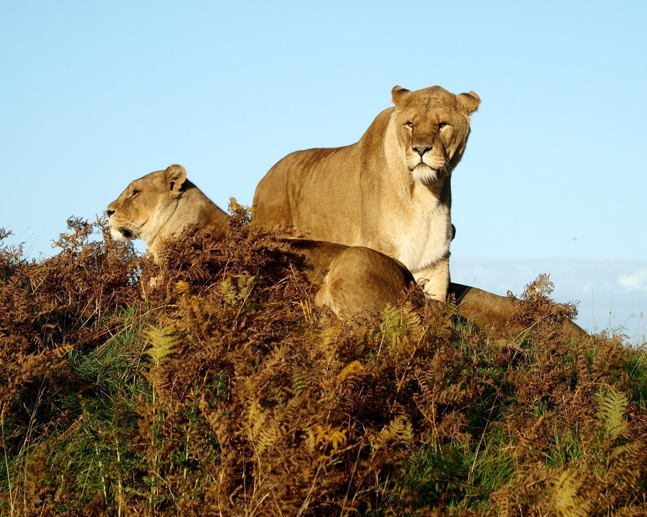 Обои трава, животные, львы, саванна, львицы, grass, animals, lions, savannah, lioness разрешение 3648x2736 Загрузить