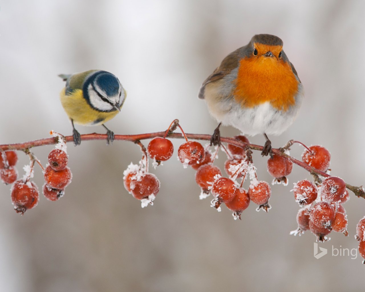 Обои ветка, зима, птицы, ягоды, плоды, синица, малиновка, branch, winter, birds, berries, fruit, tit, robin разрешение 1920x1200 Загрузить