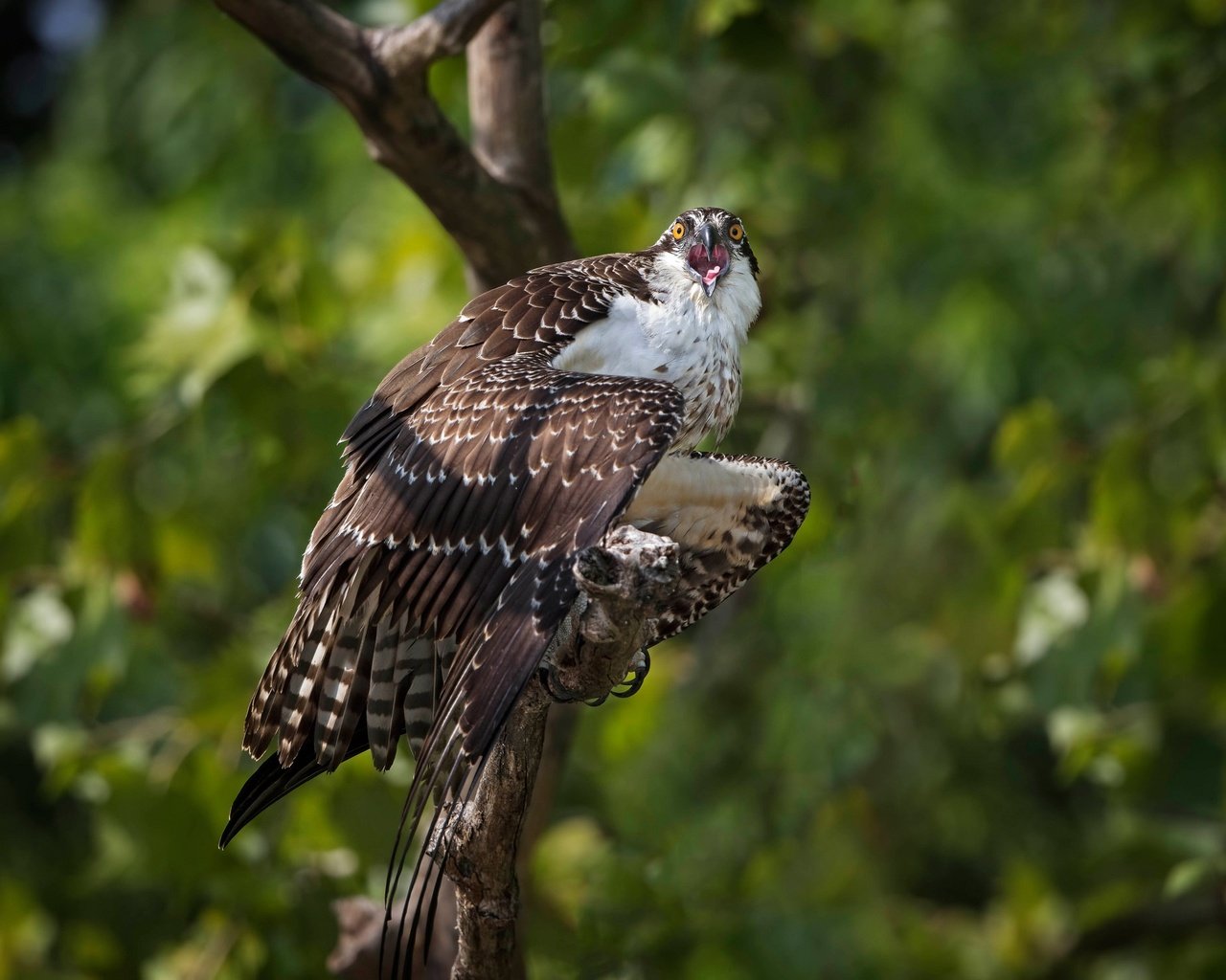 Обои дерево, птица, боке, скопа, tree, bird, bokeh, osprey разрешение 2048x1489 Загрузить