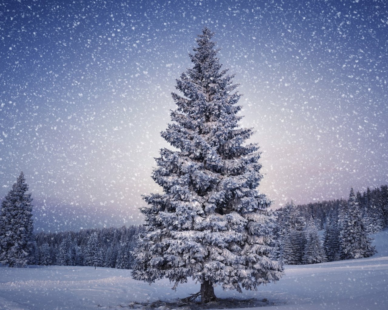 Обои деревья, снег, природа, лес, зима, ель, снегопад, trees, snow, nature, forest, winter, spruce, snowfall разрешение 2560x1600 Загрузить