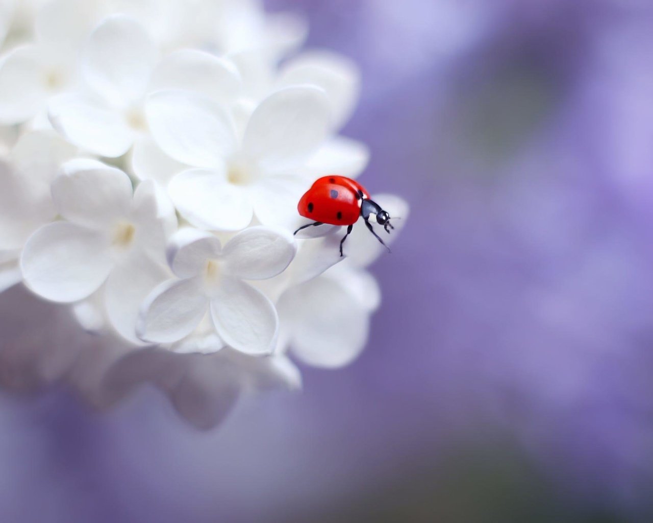 Обои цветение, насекомое, божья коровка, весна, сирень, elena andreeva, flowering, insect, ladybug, spring, lilac разрешение 2000x1333 Загрузить