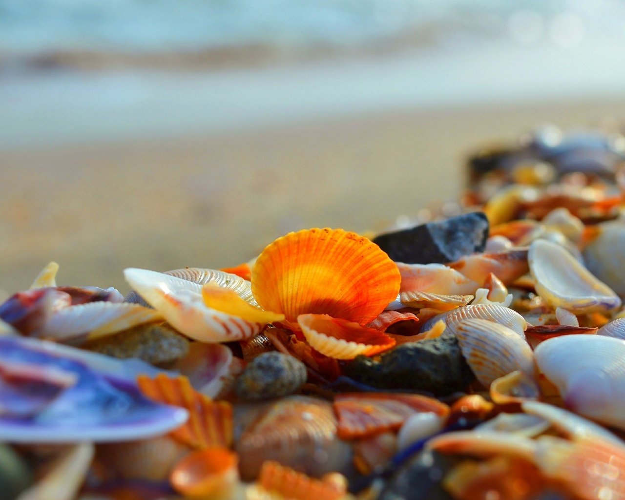 Обои берег, макро, море, ракушки, shore, macro, sea, shell разрешение 3000x1892 Загрузить