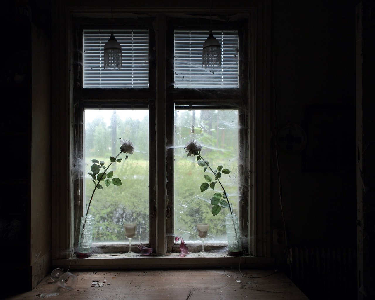 Обои цветы, розы, комната, окно, паутина, flowers, roses, room, window, web разрешение 2048x1414 Загрузить