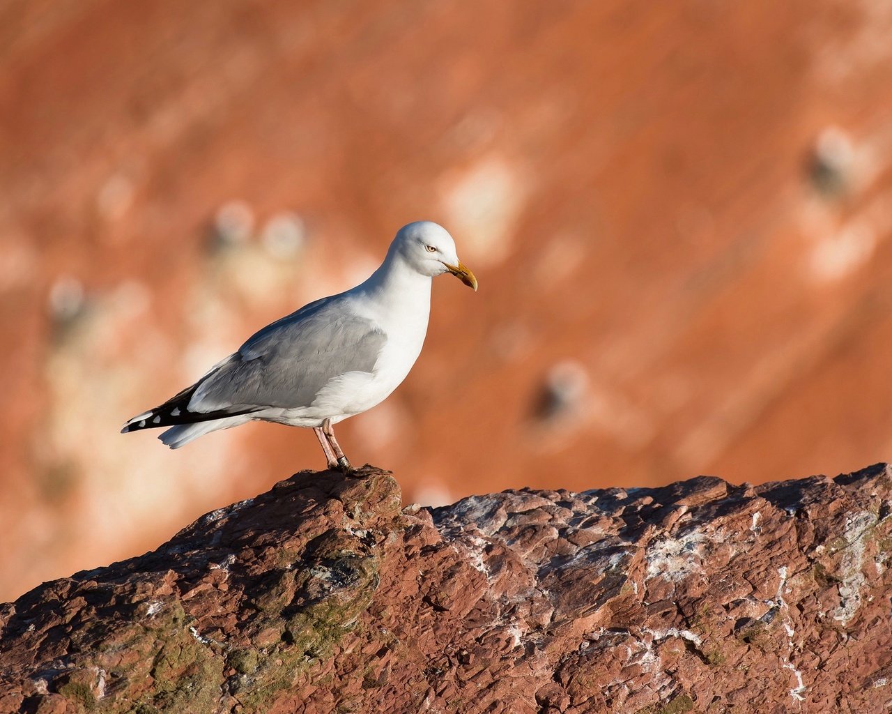 Обои скала, размытость, чайка, камень, птица, клюв, rock, blur, seagull, stone, bird, beak разрешение 2048x1293 Загрузить