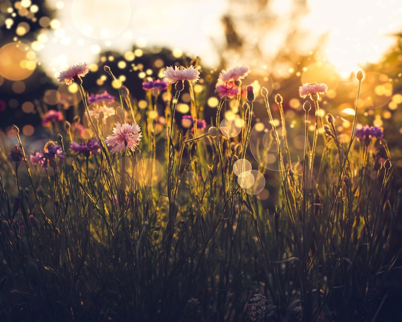 Обои свет, трава, лето, блики, васильки, полевые цветы, light, grass, summer, glare, cornflowers, wildflowers разрешение 2048x1365 Загрузить