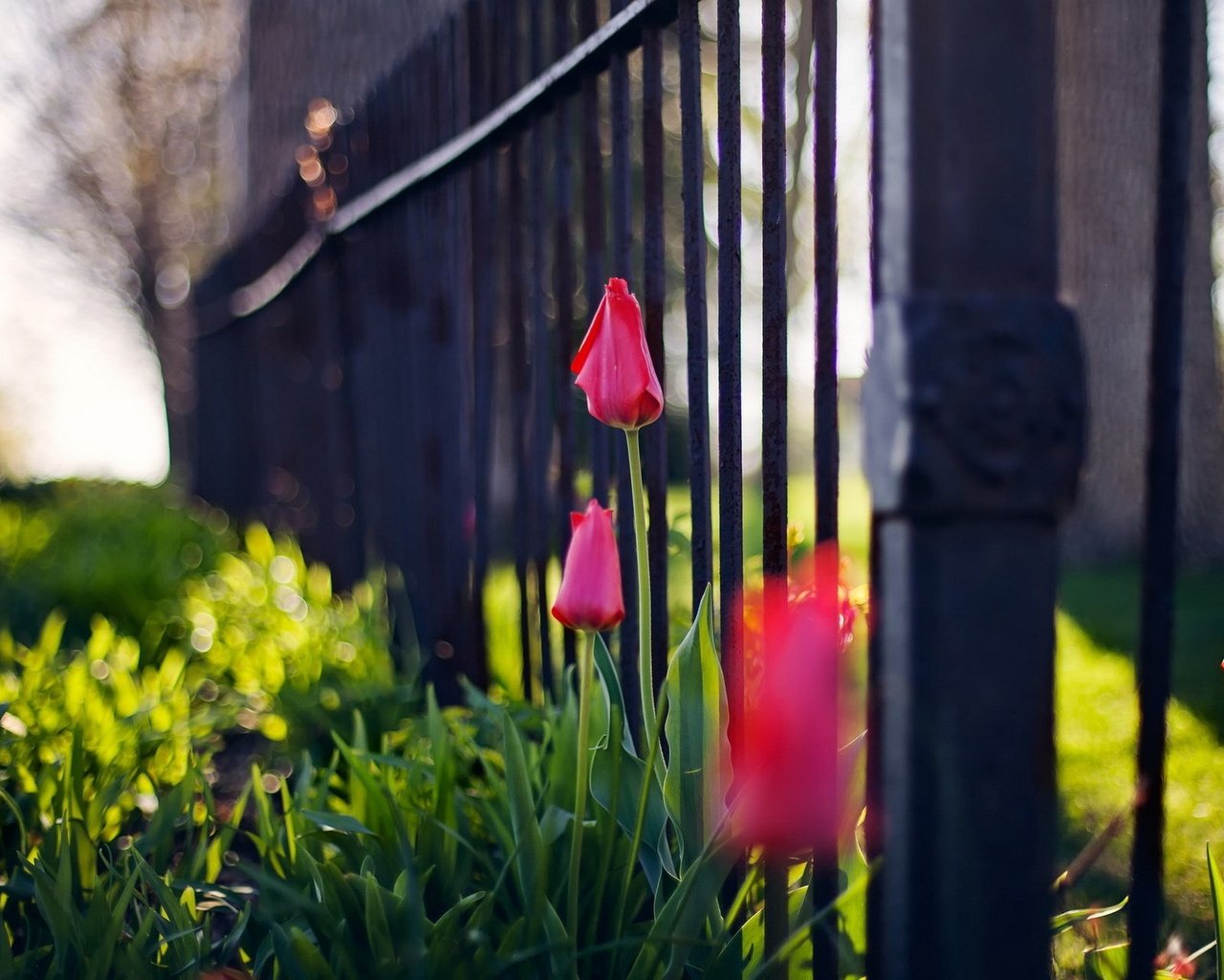 Обои цветы, забор, тюльпаны, flowers, the fence, tulips разрешение 1920x1200 Загрузить